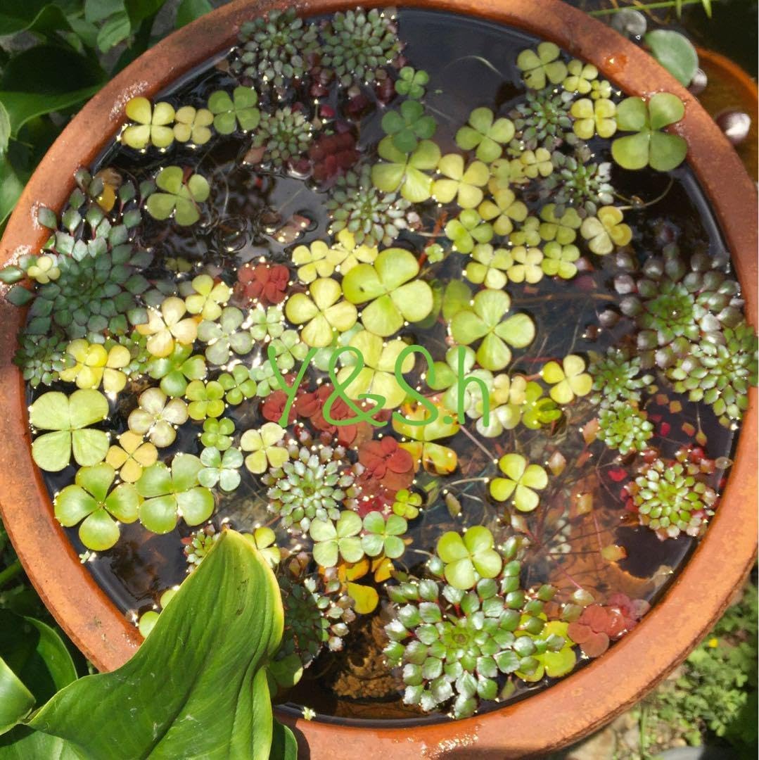 北海道産アク抜き済み流木 アクアリウムテラリウムインテリアDIY